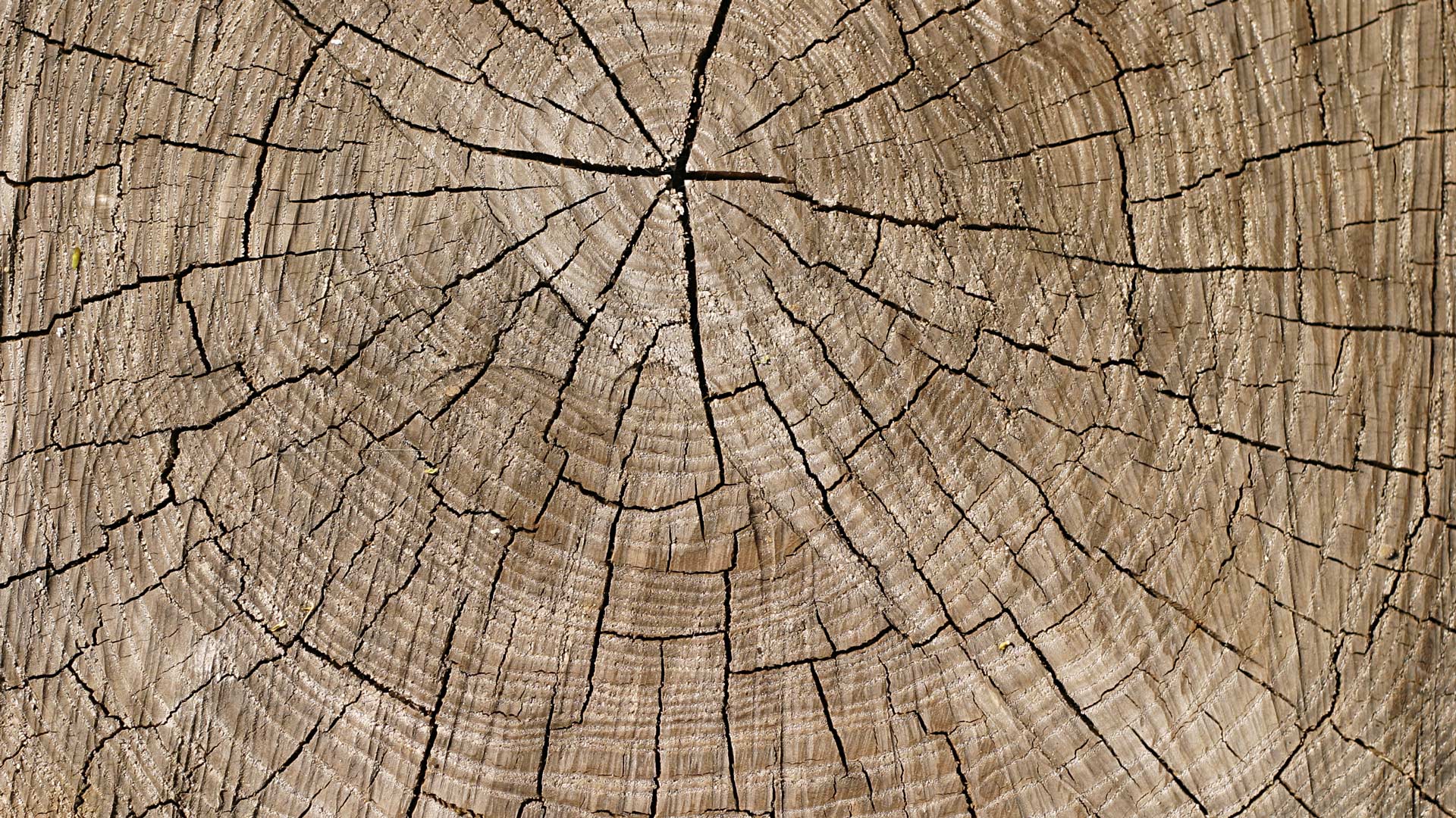 astuce-bois-materiau-vivant